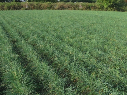 Picture of Chives Extra Fine